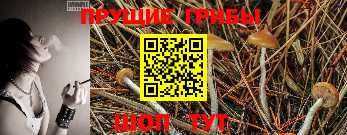 Галлюциногенные грибы Psilocybe Мурино